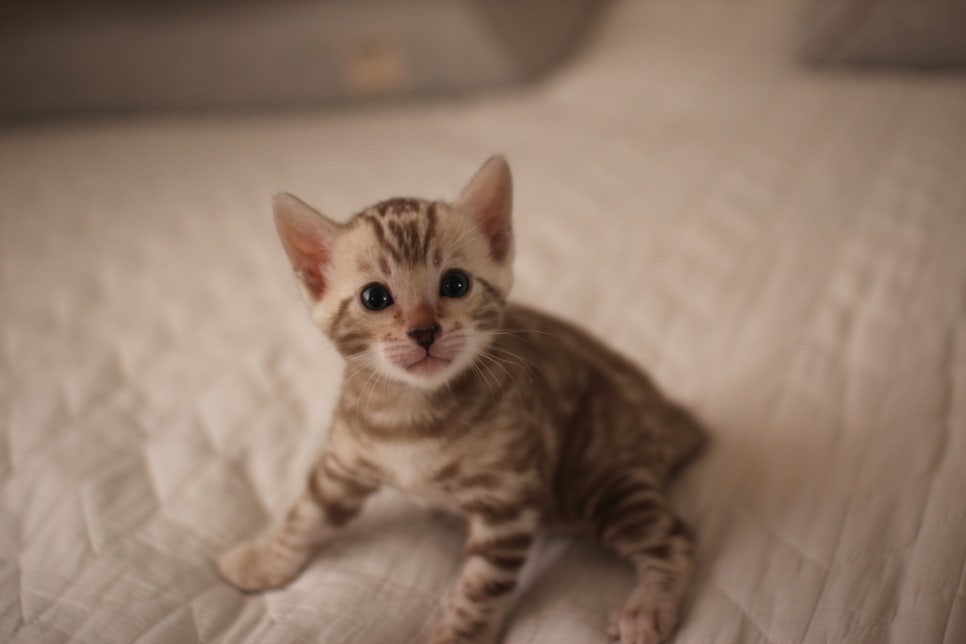 멋진 빅로젯 실밍크뱅갈고양이 남아 분양해요~ 관련 이미지 1