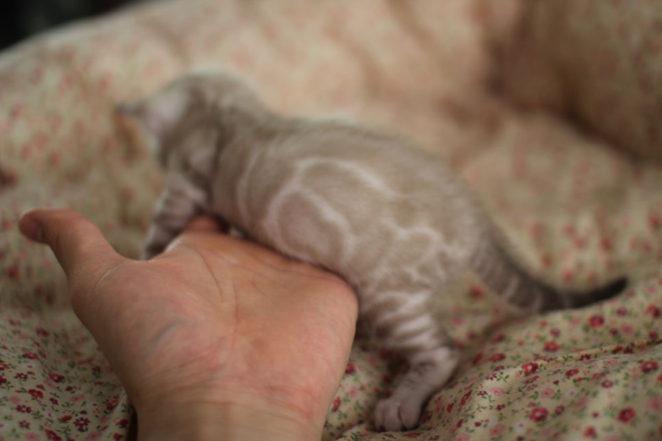 어메이징 실밍크뱅갈고양이 여아 브리딩 타입 분양해요~ 관련 이미지 6
