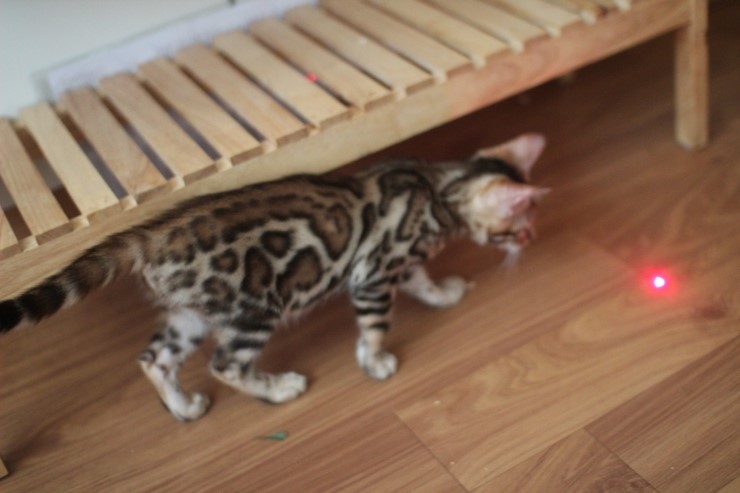 이쁘게 성장중인 뱅갈고양이 여아 중국이~ 관련 이미지 11