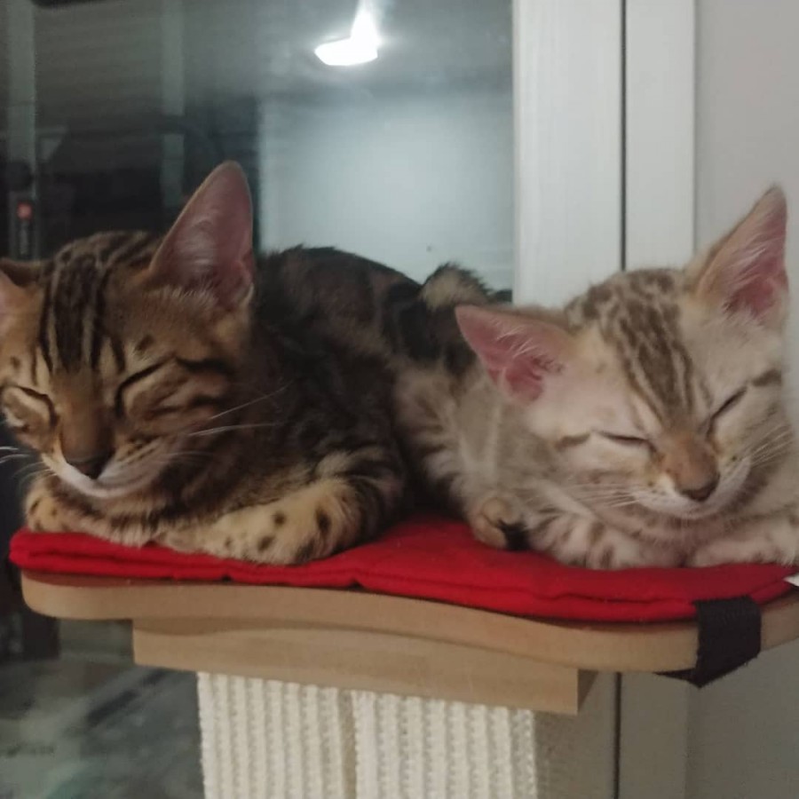 소유뱅갈고양이 캐터리로 미남 형제 사진이 왔어요~ 관련 이미지 2