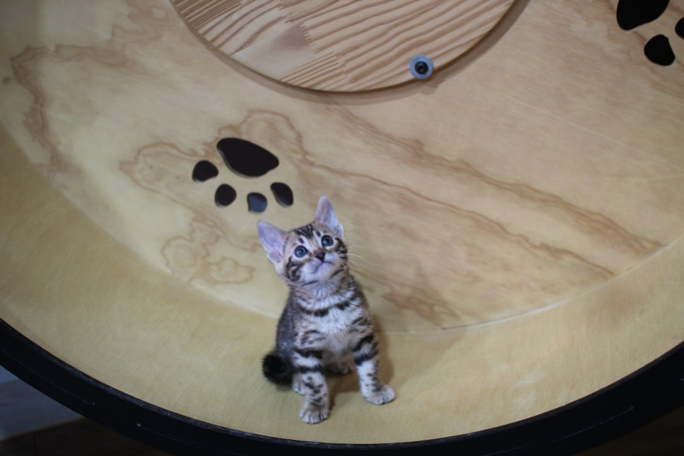 강아지보다 더 강아지 같은 뱅갈고양이 여아예요~ 관련 이미지 1