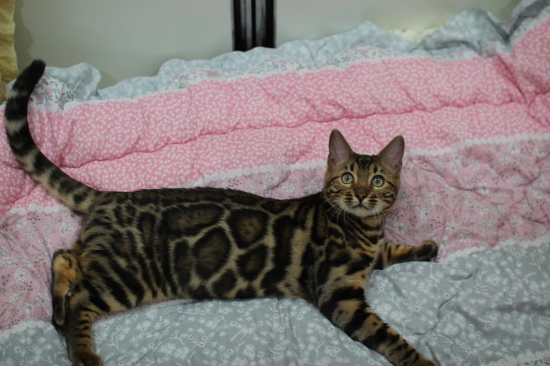 성격좋고 포동포동 건강한 뱅갈고양이 남아 분양해요~ 관련 이미지 1