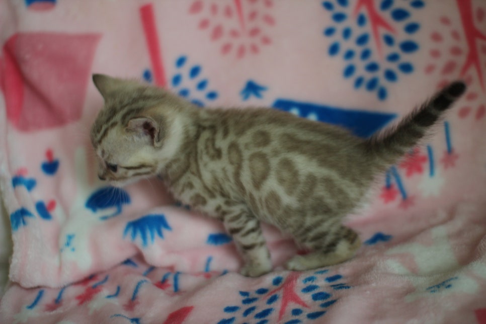 스노우뱅갈고양이 분양은 소유가 최고지! 관련 이미지 28