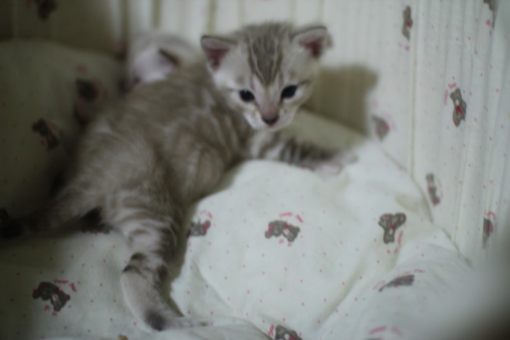 클라우드 로젯 실밍크 뱅갈고양이~ 관련 이미지 6