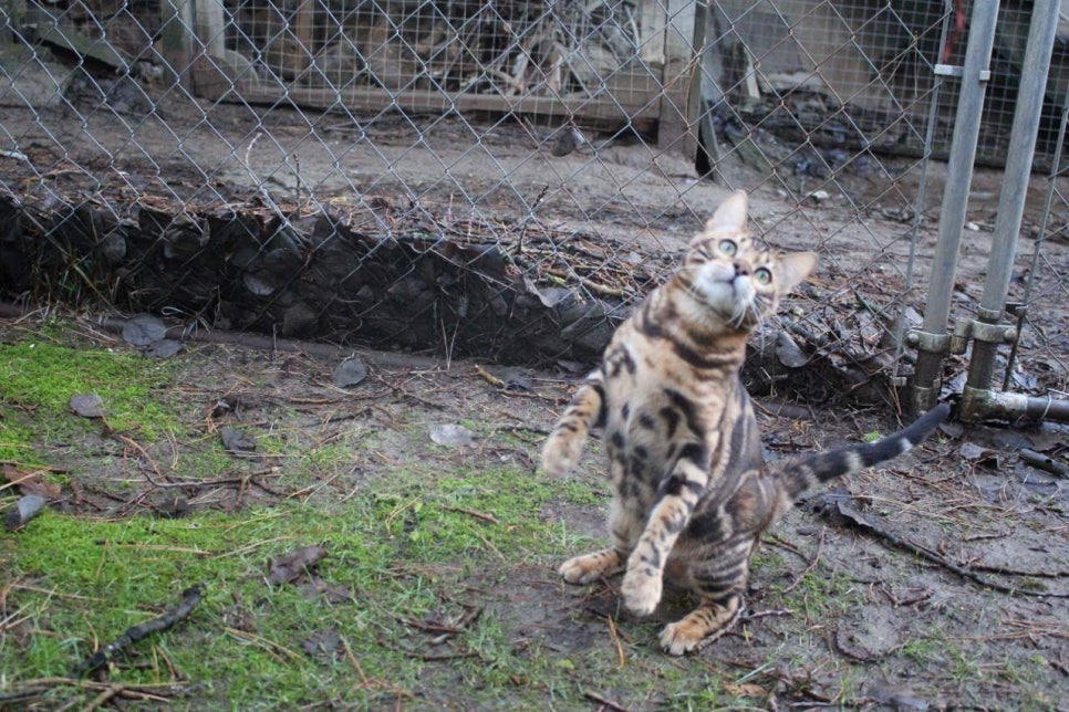 캐나다 야생 브라운 뱅갈고양이 ㅎㅎ~ 관련 이미지 4