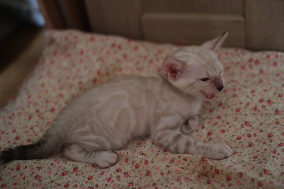 스노우뱅갈고양이 남아 분양해요~ 관련 이미지 5