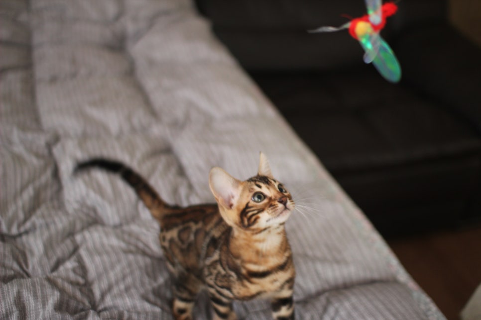 뱅갈고양이 장군이 분양 합니다 (오늘 모습) 관련 이미지 8