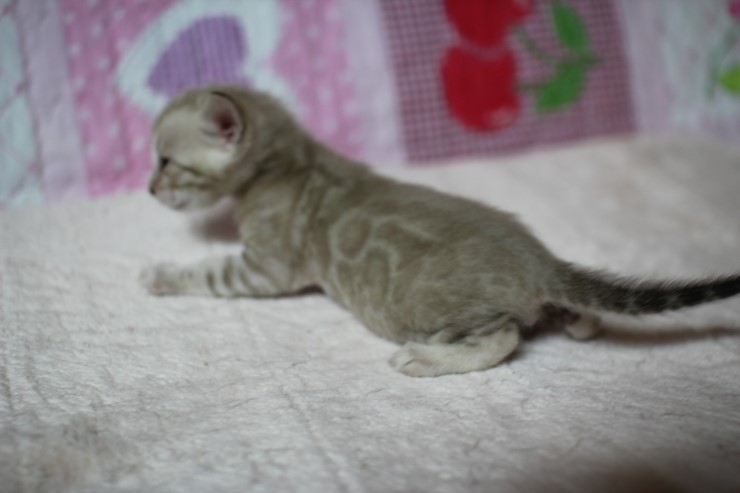 언제봐도 이쁜 스노우,브라운 뱅갈고양이 꼬맹이들! 관련 이미지 10