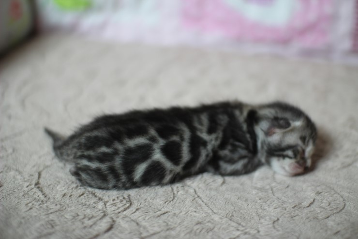 실버뱅갈고양이 꼬물이들 탄생 샤샤샷 관련 이미지 2