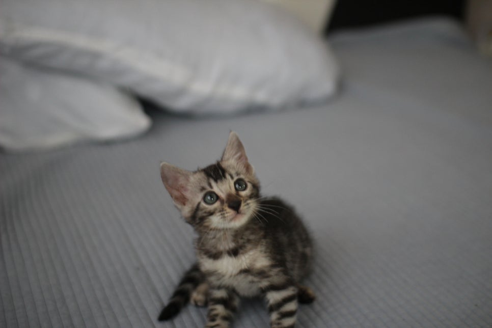 실버뱅갈고양이 남아 입니다..요청 하신분 보세요... 관련 이미지 4