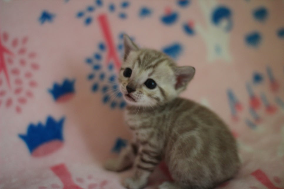 스노우뱅갈고양이 분양은 소유가 최고지! 관련 이미지 18