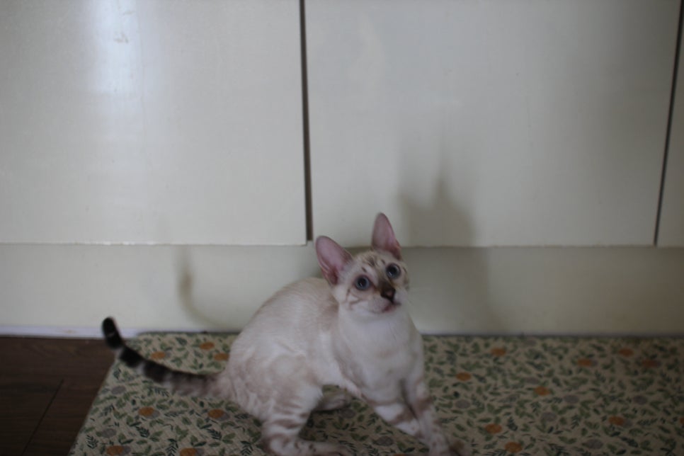 스노우뱅갈고양이 여아 구름이 분양해요~ 관련 이미지 2