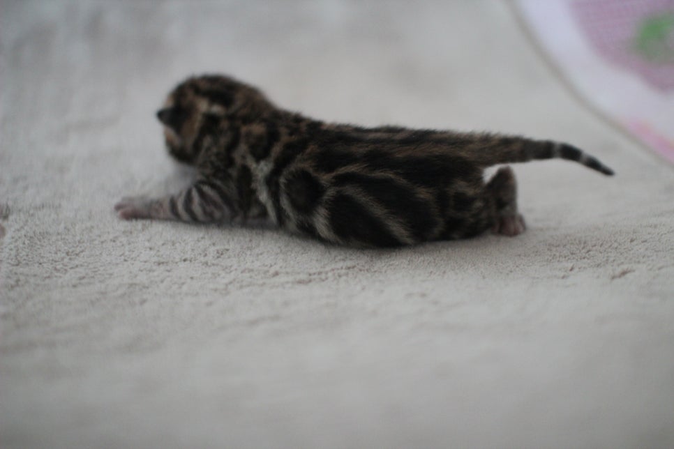 빅클라우드 로젯 브라운 뱅갈고양이 삼형제 입니다~ 관련 이미지 4