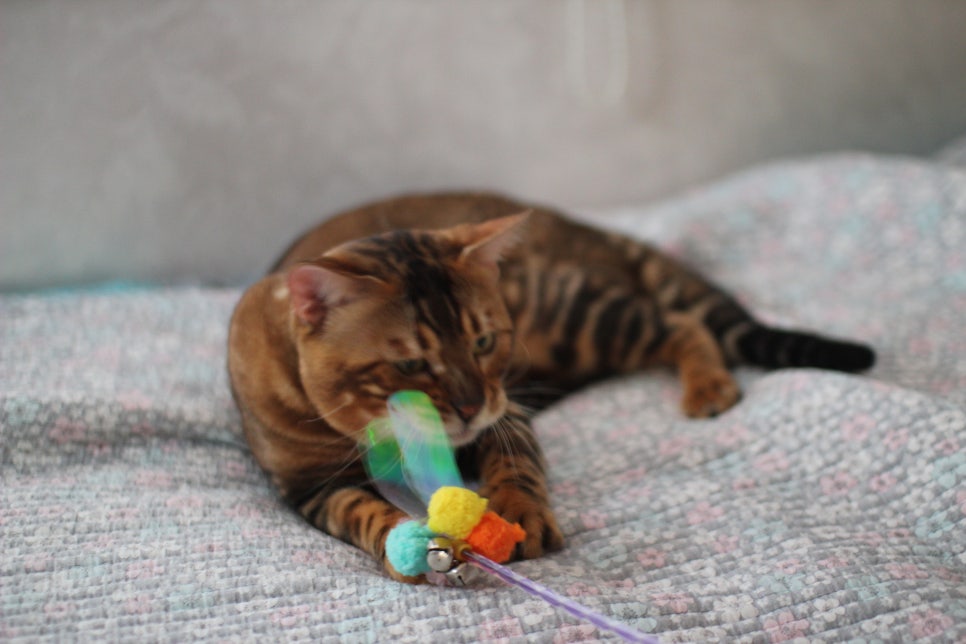 소유뱅갈캐터리 원탑 오랜만에 사진 찍었어요~ 관련 이미지 9