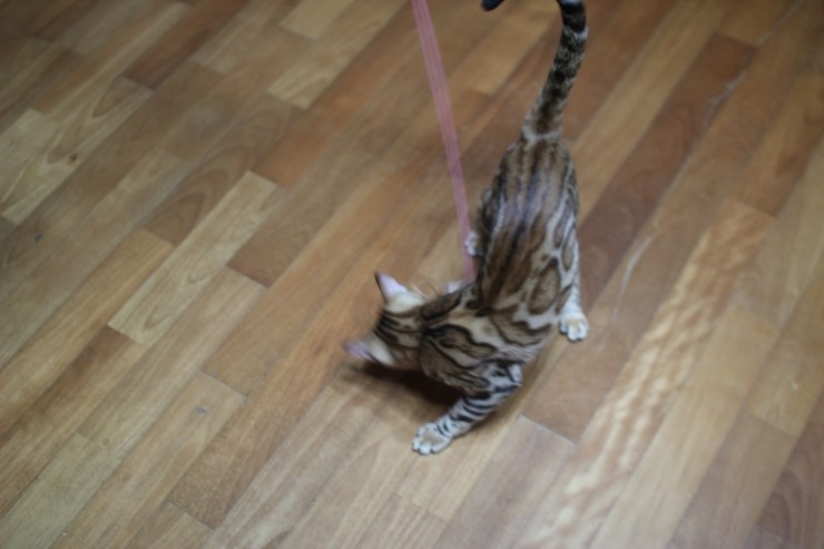 반짝반짝 빛나는 브라운 뱅갈고양이 세라예요~ 관련 이미지 7