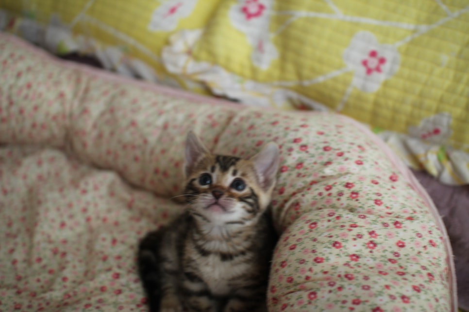 브라운 뱅갈 남아,여아,스노우뱅갈 남아 분양해요~ 관련 이미지 6