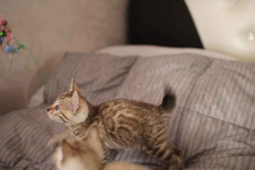 스노우뱅갈고양이 링스,밍크 여아 분양해요~ 관련 이미지 9