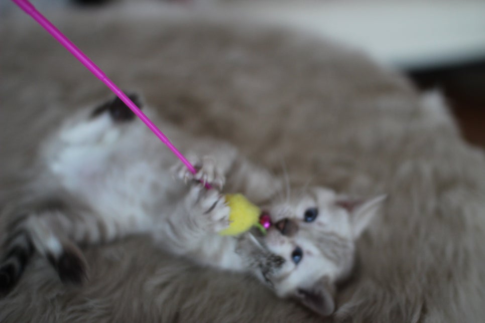 뱅갈고양이분양 멋진 빅로젯 아이들~ 관련 이미지 17