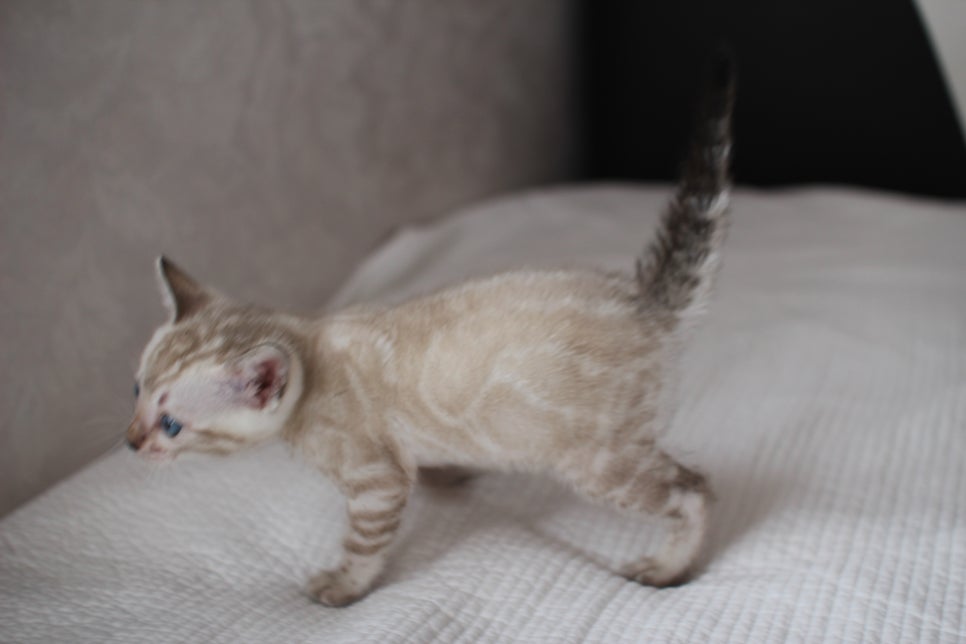 뱅갈고양이분양 고민하지 마세요! 관련 이미지 4