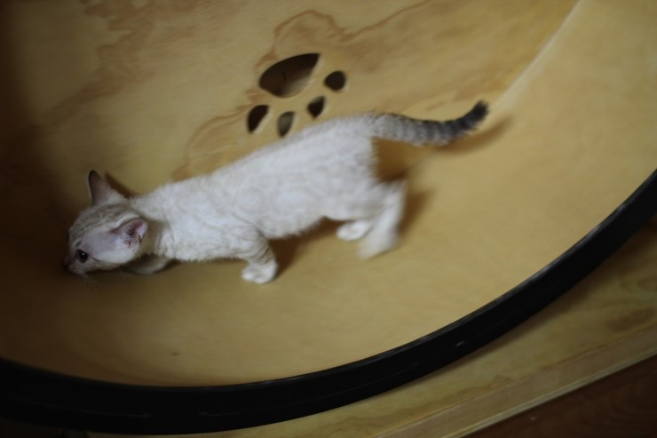 스노우 링스 뱅갈고양이 키퍼여아와 레모나예요~ 관련 이미지 12