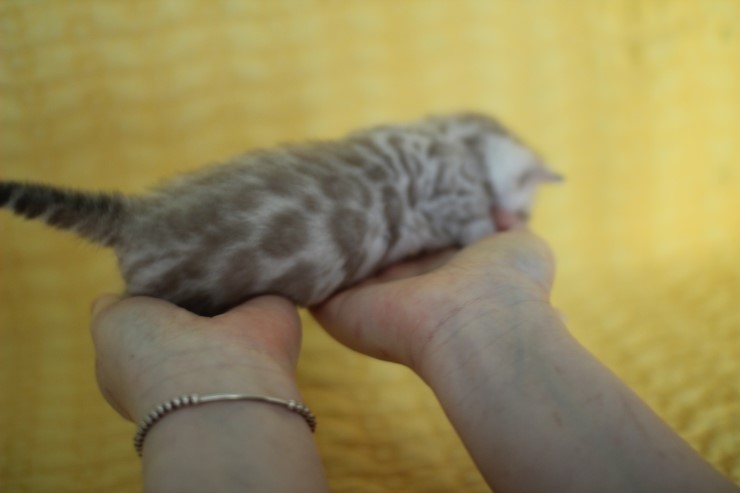 실밍크 스노우뱅갈고양이 분양 천사냥이 4남매 관련 이미지 13