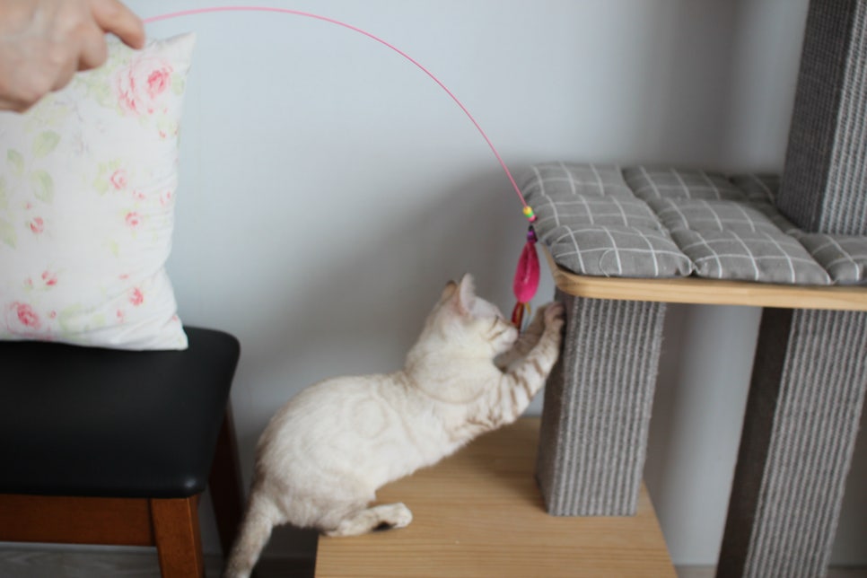 골골송 대마왕 스노우뱅갈고양이 여아 분양해요~ 관련 이미지 8