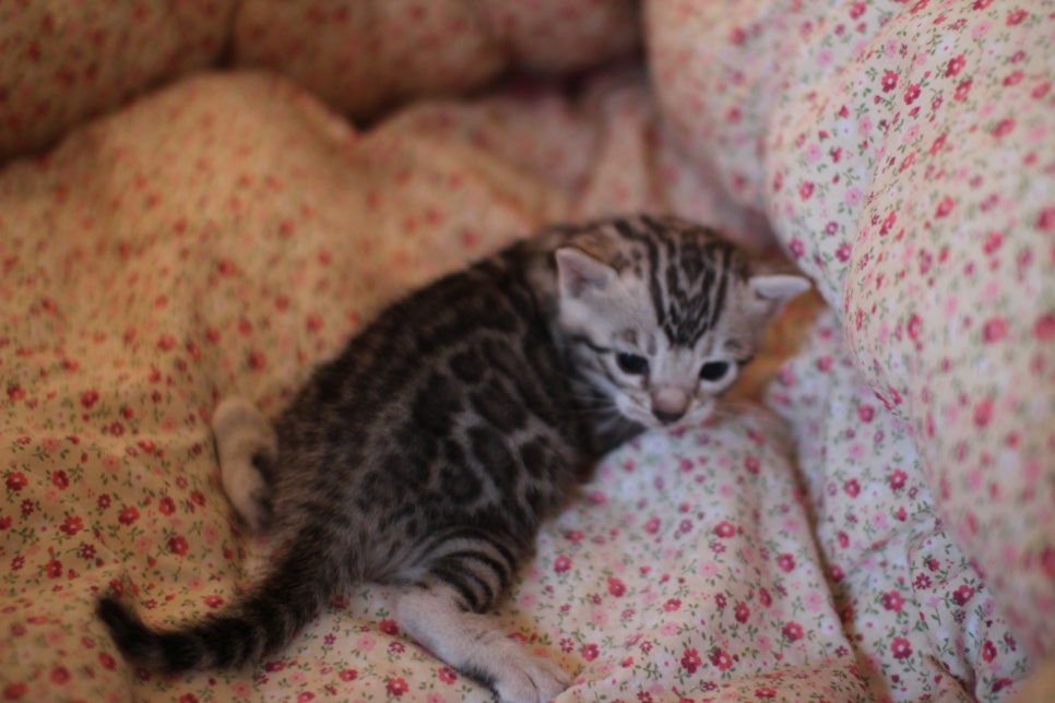 실버뱅갈고양이 여아 분양합니다~ 관련 이미지 5