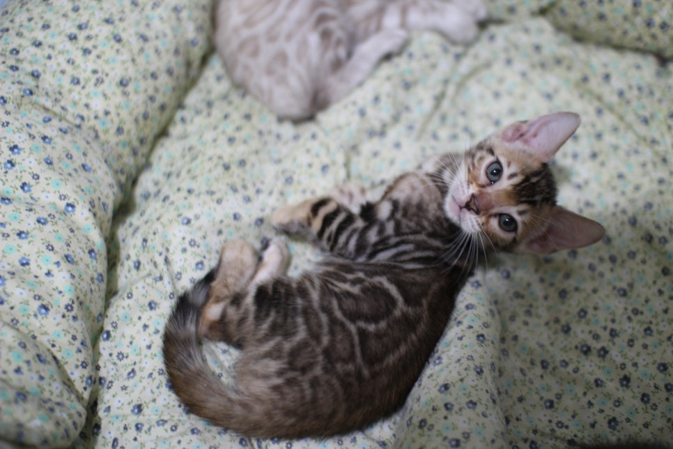 브라운 뱅갈고양이 여아 분양해요~ 관련 이미지 1