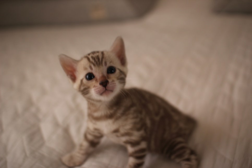 멋진 빅로젯 실밍크뱅갈고양이 남아 분양해요~ 관련 이미지 3