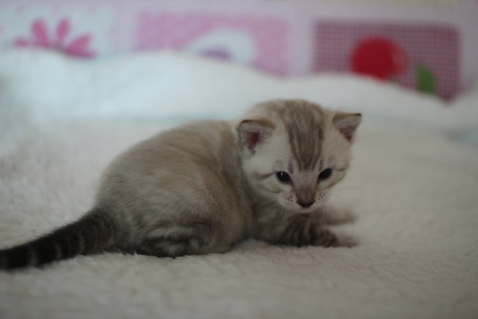 실링스 뱅갈고양이 남아 오늘 모습~ 관련 이미지 8