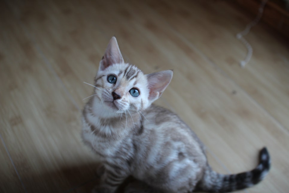 성격좋은 개냥이 뱅갈고양이를 찾으세요? 관련 이미지 2