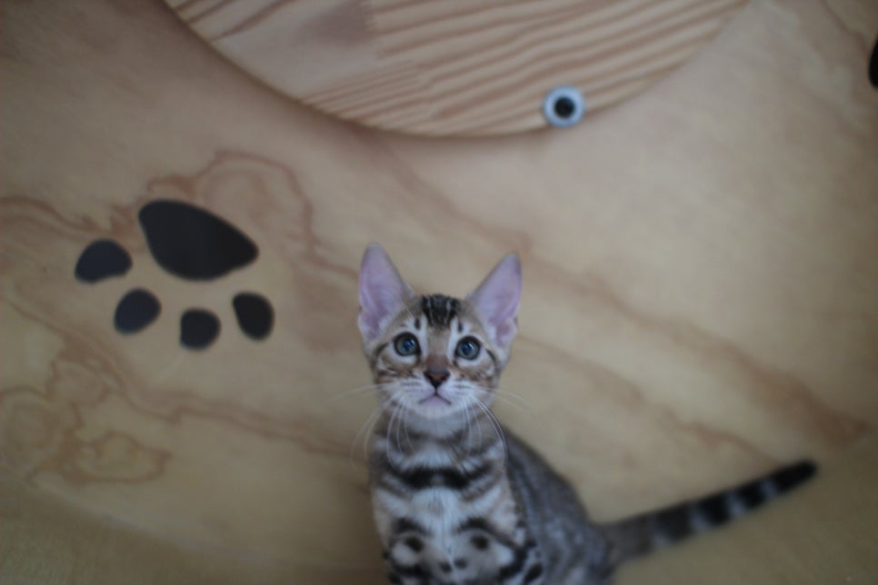 클라우드 로젯이 멋진 뱅갈고양이 여아 분양해요~ 관련 이미지 1