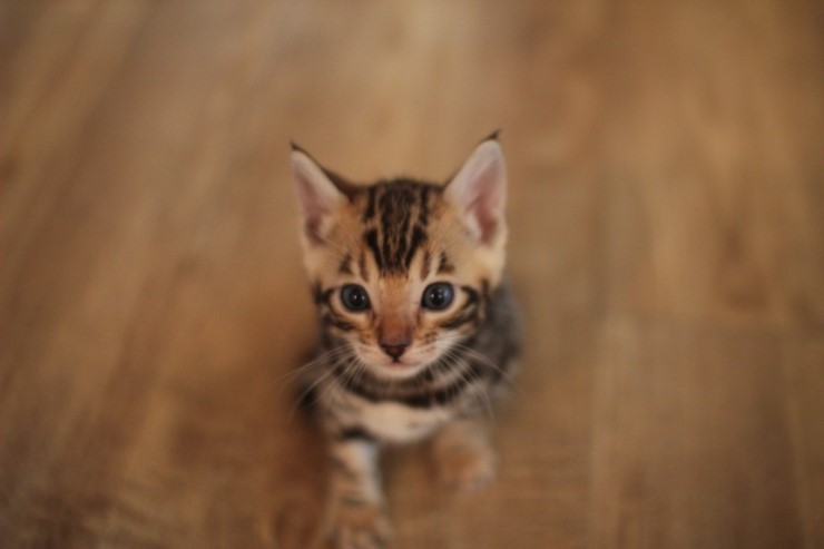 숙자와 동생들..(뱅갈고양이) 관련 이미지 4