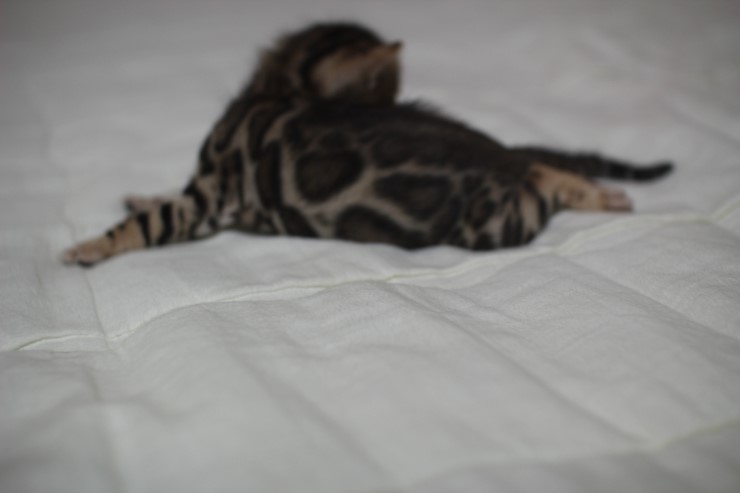 뱅갈고양이 빅로젯 꼬맹이~ 관련 이미지 1