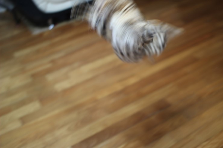 공중제비하는 뱅갈고양이 세라예요~ 관련 이미지 1