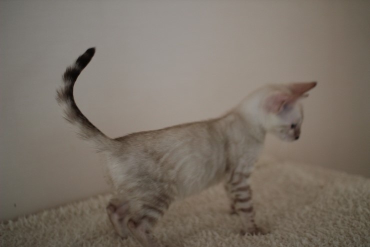 클라우드 로젯 실링스 뱅갈고양이 키퍼 여아 입니다~~ 관련 이미지 4