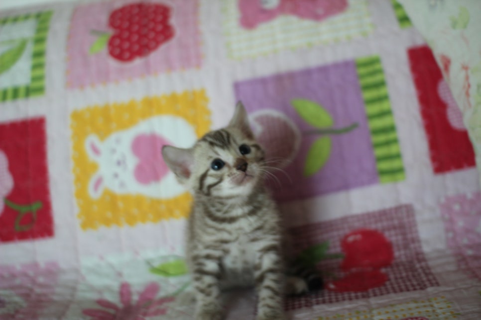 스노우뱅갈고양이 분양 오늘 빠져들어 볼까요? 관련 이미지 4