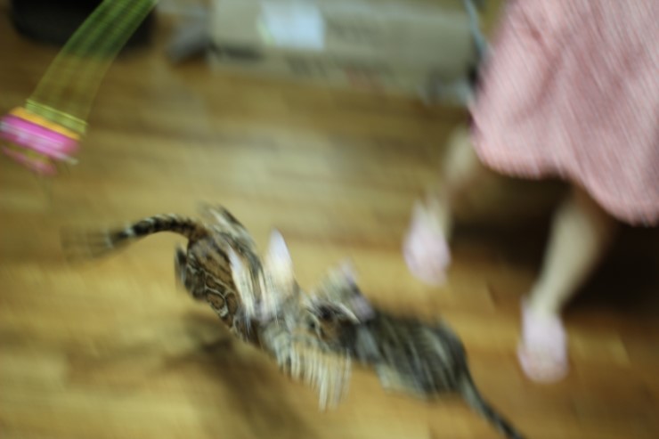 뱅갈고양이 아이들 신나게 노는 아이들~ 관련 이미지 11