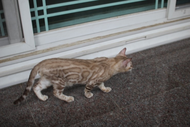 실밍크 뱅갈고양이 남아 킹 입니다~ 관련 이미지 4