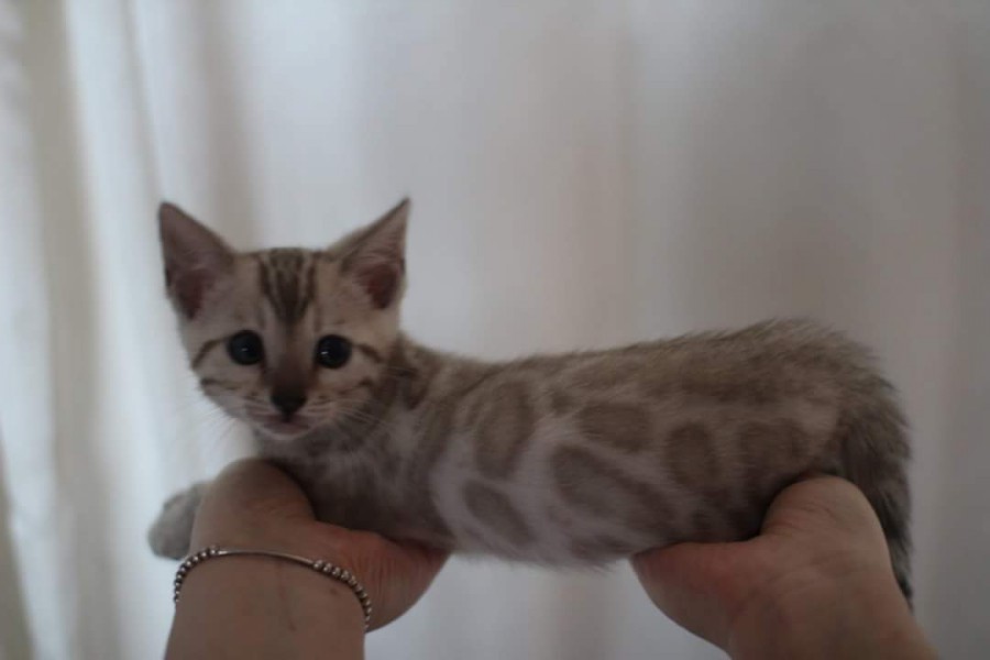 스노우뱅갈고양이 분양 소유캐터리로 오세요! 관련 이미지 1