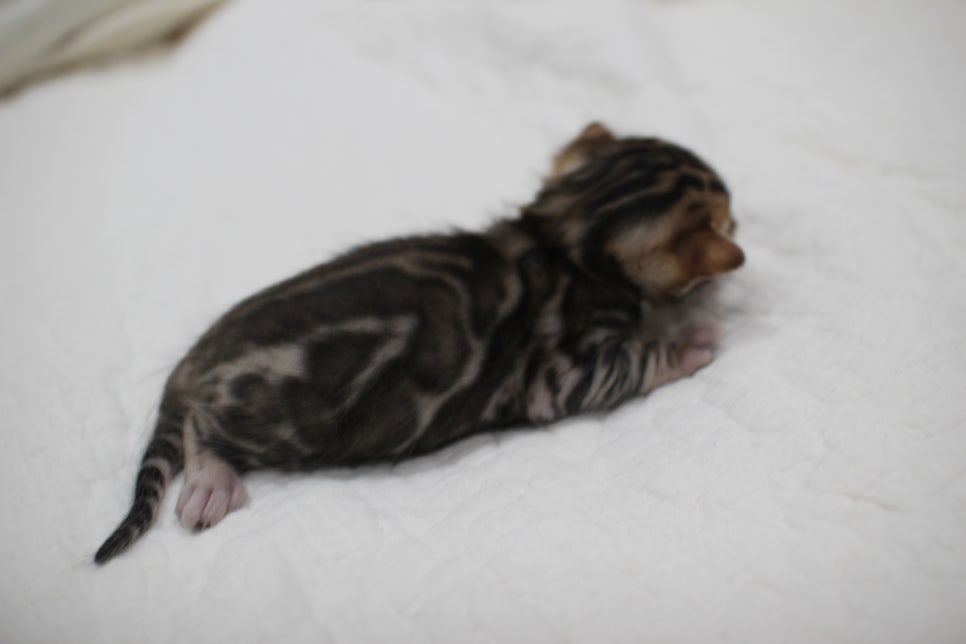 포동포동 건강히  잘 크고 있는 뱅갈고양이 남아예요~ 관련 이미지 3