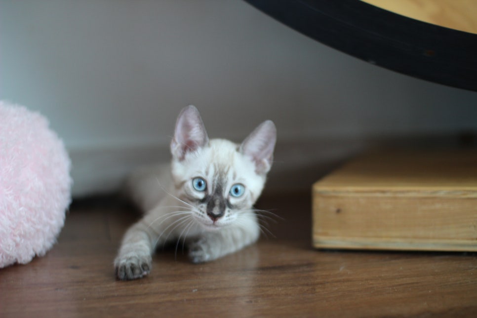 완전 강아지 같은 링스차콜 뱅갈고양이 남아 분양해여~ 관련 이미지 3