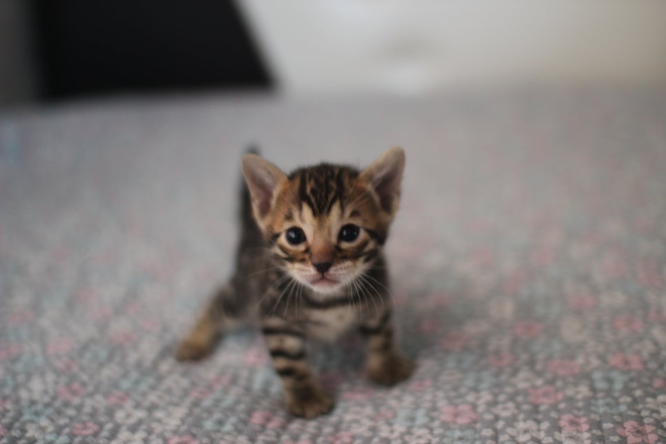 뱅갈고양이분양 동화속에 나오는 아이들! 관련 이미지 9