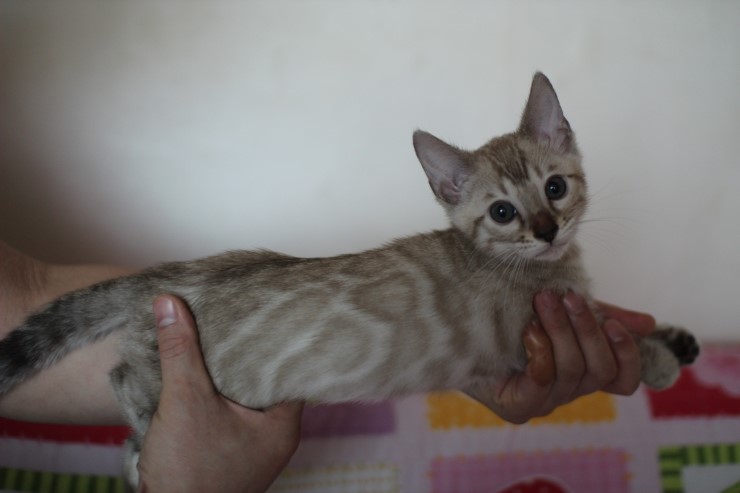 실밍크 뱅갈고양이 남아 분양합니다~ 관련 이미지 8