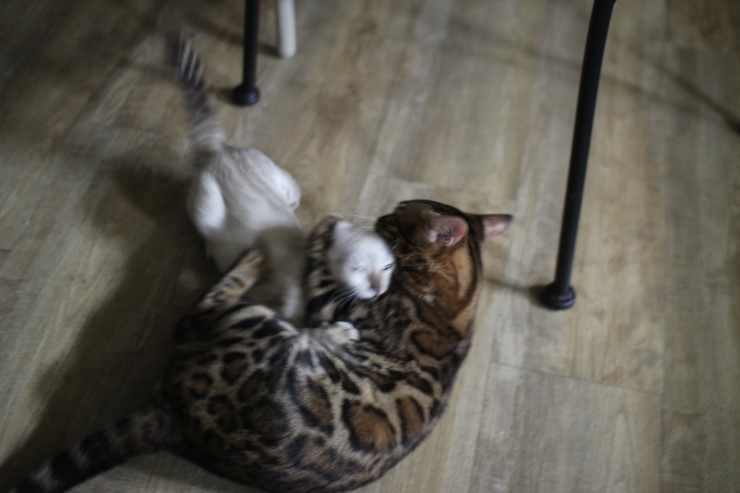 뱅갈고양이,뱅갈고양이 분양,아이들에 평화로운 일상~~~ 관련 이미지 3