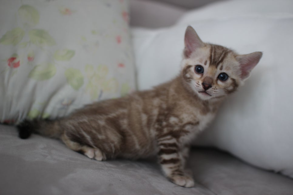 실밍크뱅갈고양이 남아 분양해요~ 관련 이미지 4