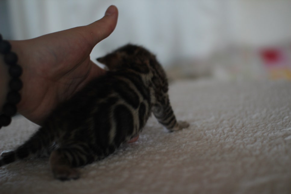 어메이징 브라운 뱅갈고양이 남아예요~ 관련 이미지 1