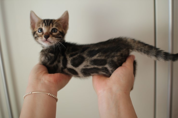 뱅갈고양이 분양 완전히 빠졌네 빠졌어~ 관련 이미지 30