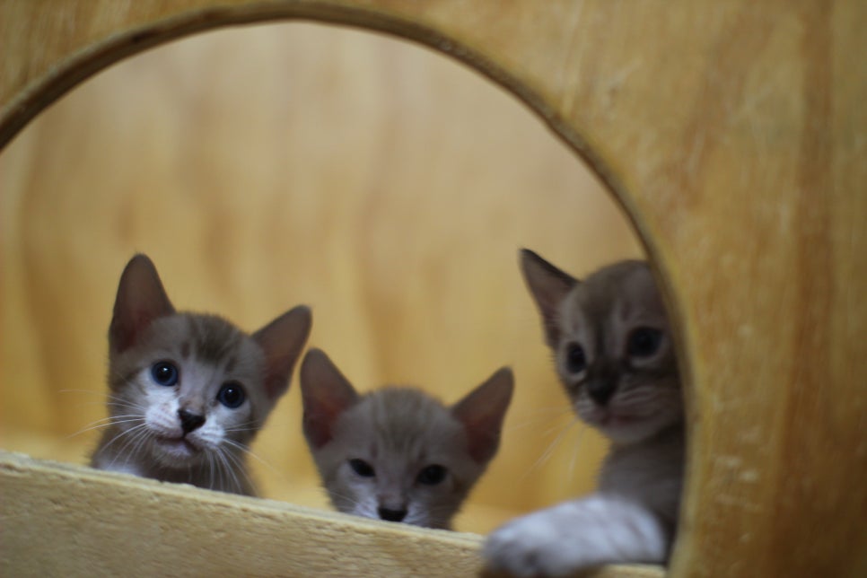 스노우뱅갈고양이 꼬맹이들~ 관련 이미지 2