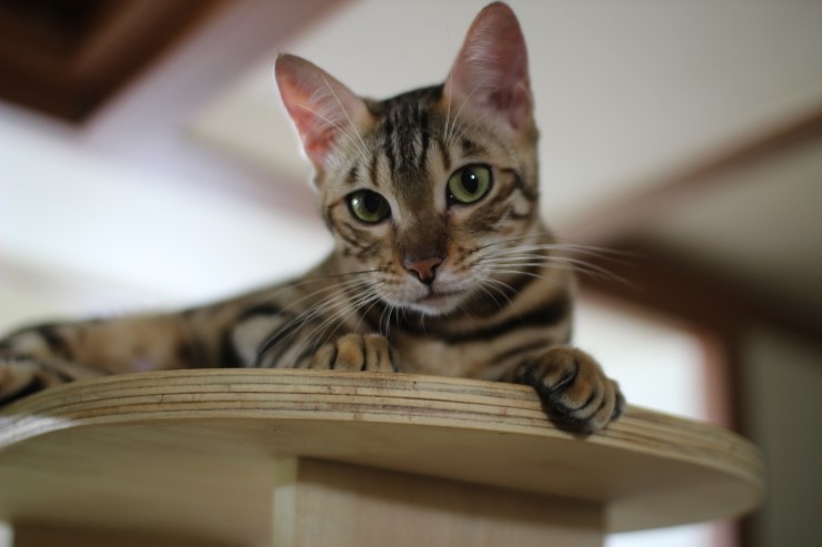 뱅갈고양이,뱅갈고양이 분양.아이들 오늘은 안방에서 놀아요~~~ 관련 이미지 4